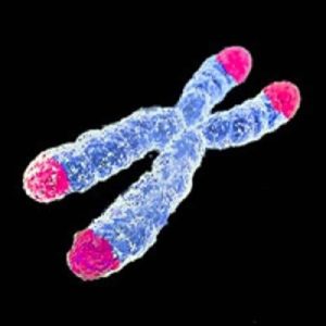 cromosoma adn telomeros